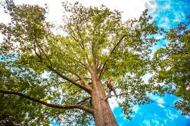 Best Tree Preservation Services  in Cottage Lake, WA