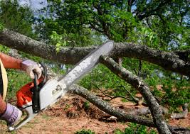 Best Leaf Removal  in Cottage Lake, WA