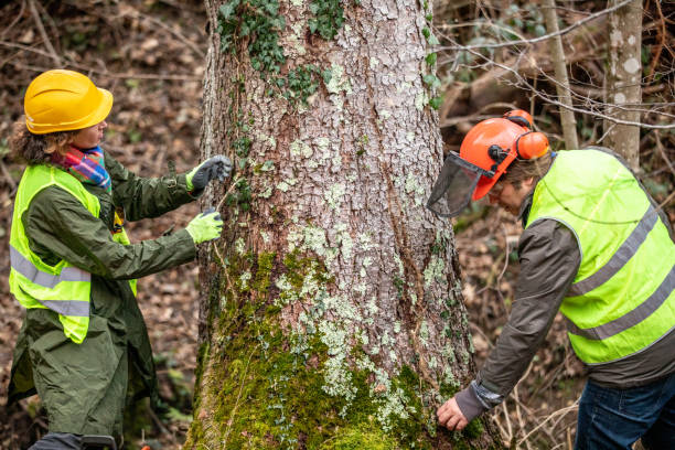 Best Tree Maintenance Programs  in Cottage Lake, WA
