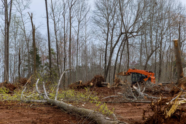 Best Tree Removal  in Cottage Lake, WA