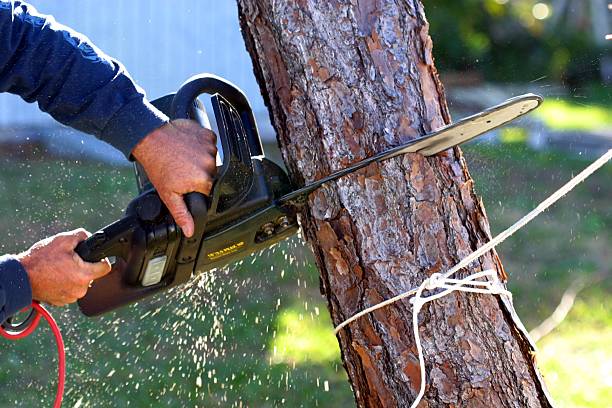 Best Storm Damage Tree Cleanup  in Cottage Lake, WA
