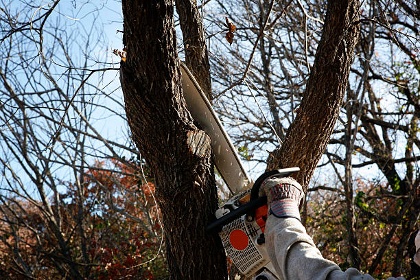How Our Tree Care Process Works  in  Cottage Lake, WA