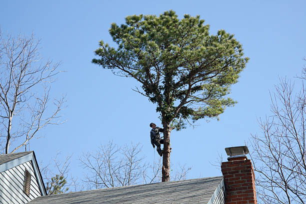 Best Commercial Tree Services  in Cottage Lake, WA