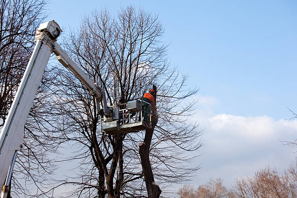 Best Tree and Shrub Care  in Cottage Lake, WA