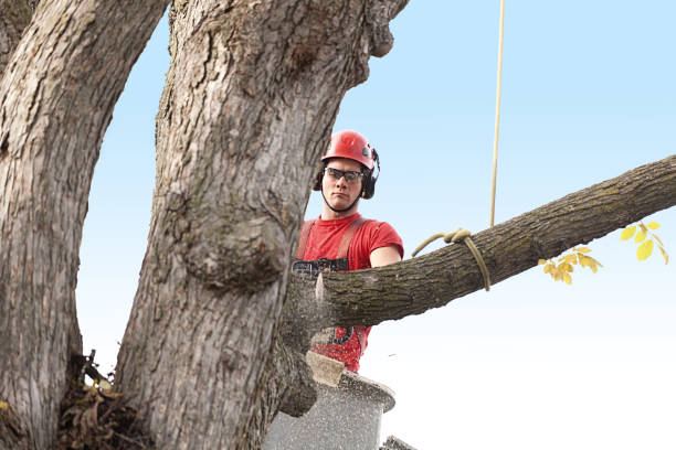 Best Commercial Tree Services  in Cottage Lake, WA